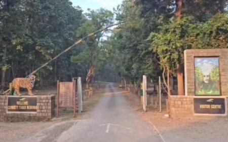 कॉर्बेट टाइगर रिज़र्व में फुल डे सफारी की वापसी, प्रशासन ने भेजा महत्वपूर्ण प्रस्ताव