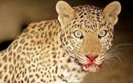 उत्तराखंड: गुलदार ने चार साल की बच्ची को बनाया अपना निवाला, पूरे परिवार में छाया मातम