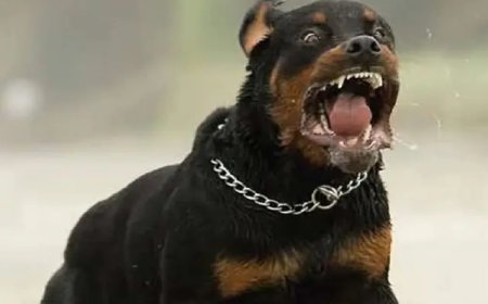 देहरादून में रॉटविलर कुत्ते के हमले से महिला घायल, मालिक पर कानूनी कार्रवाई