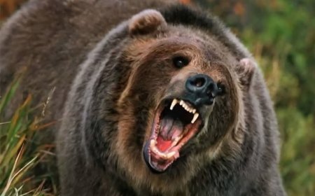 उत्तराखंड: भालू ने 4 महिलाओं पर किया हमला, गांव में छायी दहशत