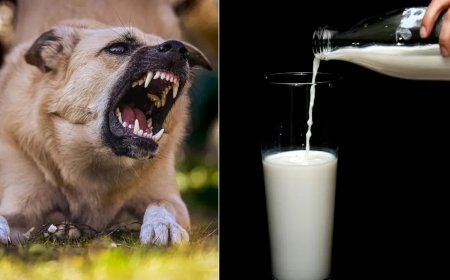 उत्तराखंड में पागल कुत्ते के काटने से हुई स्वास्थ्य व्यवस्था की लापरवाही, दूध पीकर ग्रामीण हुए बीमार!