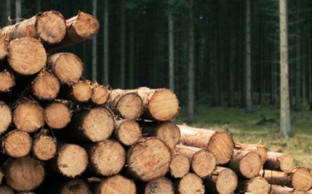 लालकुआं में वन विभाग की बड़ी कार्रवाई, अर्टिगा से बेशकीमती सागौन की लकड़ी बरामद