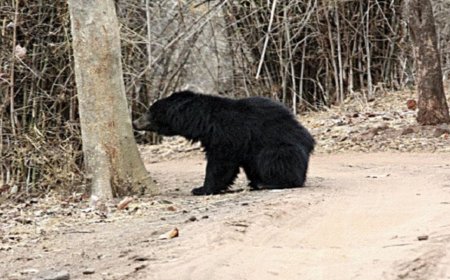 Uttarkashi: जंगल में घास लेने गई महिला को भालू ने भगाया, पहाड़ी से गिरकर हुई मौत