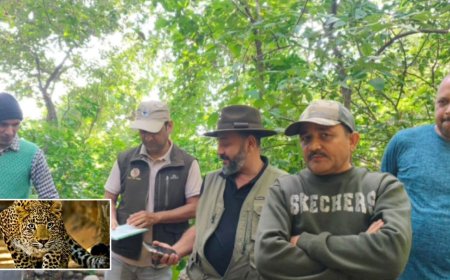 Ramnagar News: वन अधिकारियों को मिला गुलदार का शव, सभी अंग सुरक्षित; जांच जारी