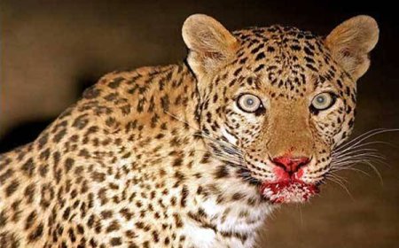 नैनीताल : जिले में एक और युवक को बाघ ने मार डाला