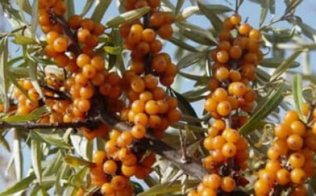 उत्तराखंड में शुरू होगी सीबकथोर्न की खेती, हिमालयी क्षेत्रों के किसानों की आमदनी बढ़ाने की तैयारी