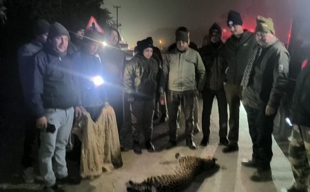 हल्द्वानी : लालकुआं हाईवे पर गुलदार की मौत