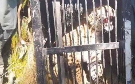 नैनीताल तीन हत्याओं के बाद टूटा खौफ का सिलसिला, गुलदार पकड़ा गया