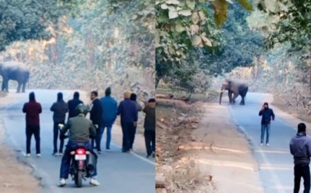 हाईवे बना जंगल का रास्ता! रामनगर में सड़क पर डटा हाथी, ठप रहा यातायात