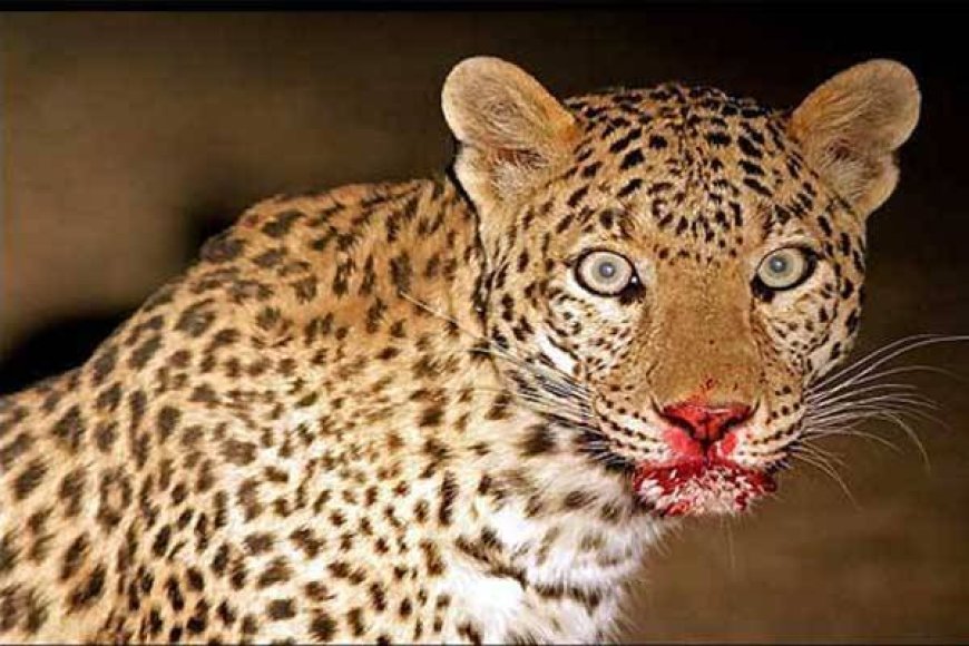 नैनीताल : जिले में एक और युवक को बाघ ने मार डाला