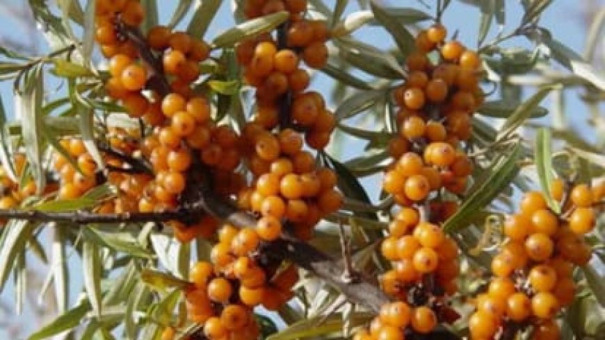 उत्तराखंड में शुरू होगी सीबकथोर्न की खेती, हिमालयी क्षेत्रों के किसानों की आमदनी बढ़ाने की तैयारी