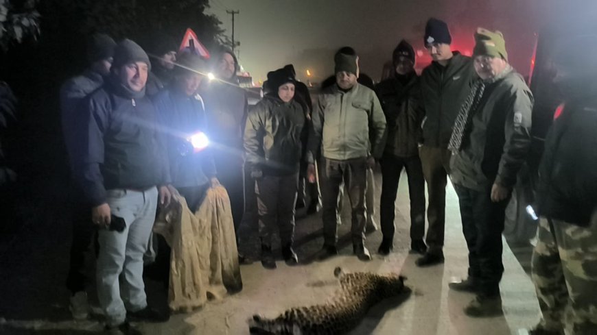 हल्द्वानी : लालकुआं हाईवे पर गुलदार की मौत