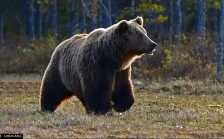 पौड़ी में भालू का आतंक बरकरार, पाबौ क्षेत्र में महिला पर हमला, एयर एंबुलेंस से देहरादून रेफर