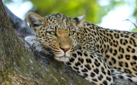 रुद्रप्रयाग के जखोली में एक ही दायरे में तीन गुलदार, कैरिंग कैपेसिटी पर बड़ा सवाल; दहशत में गांव