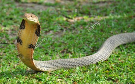 बहन की जान बचाने के लिए कोबरा से भिड़ा भाई, तीन बार डंसने के बाद इलाज के दौरान मौत