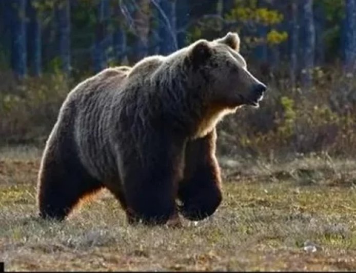 पौड़ी में भालू का आतंक बरकरार, पाबौ क्षेत्र में महिला पर हमला, एयर एंबुलेंस से देहरादून रेफर