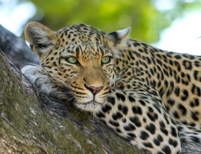 रुद्रप्रयाग के जखोली में एक ही दायरे में तीन गुलदार, कैरिंग कैपेसिटी पर बड़ा सवाल; दहशत में गांव