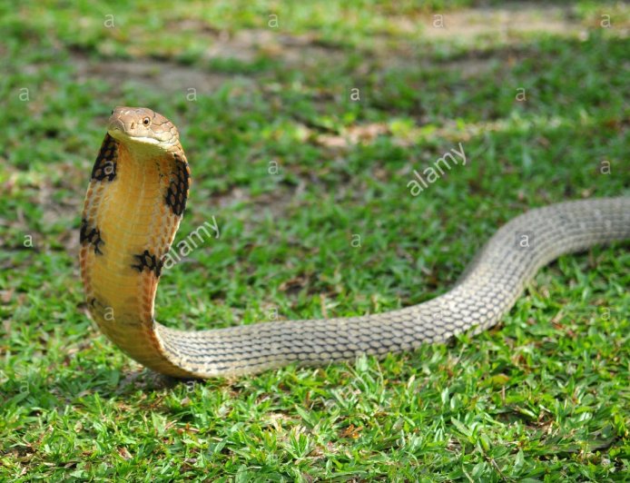 बहन की जान बचाने के लिए कोबरा से भिड़ा भाई, तीन बार डंसने के बाद इलाज के दौरान मौत