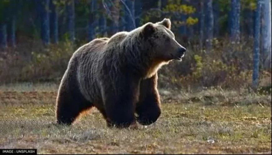 पौड़ी में भालू का आतंक बरकरार, पाबौ क्षेत्र में महिला पर हमला, एयर एंबुलेंस से देहरादून रेफर