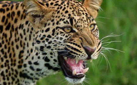 गुलदार ने मिस्त्री को नोंच-नोंचकर खा लिया: ग्रामीणों ने वन विभाग के कर्मचारियों को बनाया बंधक, जानें क्यों गुस्से में हैं लोग ?