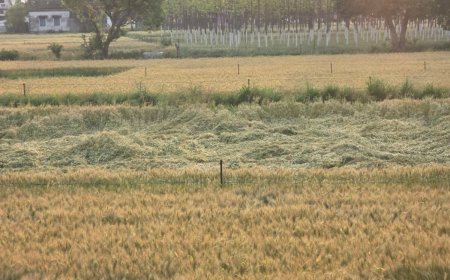 हल्द्वानी :देर रात बिगड़ा मौसम, हल्द्वानी में तेज आंधी और बारिश से भारी नुकसान