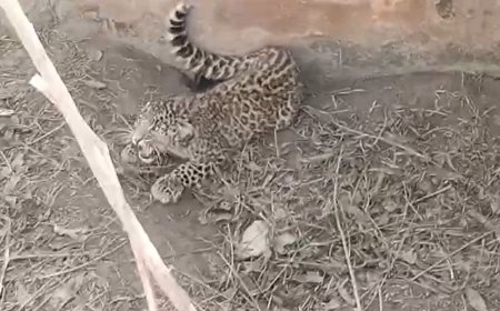 Rudraprayag: जखोली में पानी के टैंक में फंसा तेंदुआ, ऐसे किया रेस्क्यू