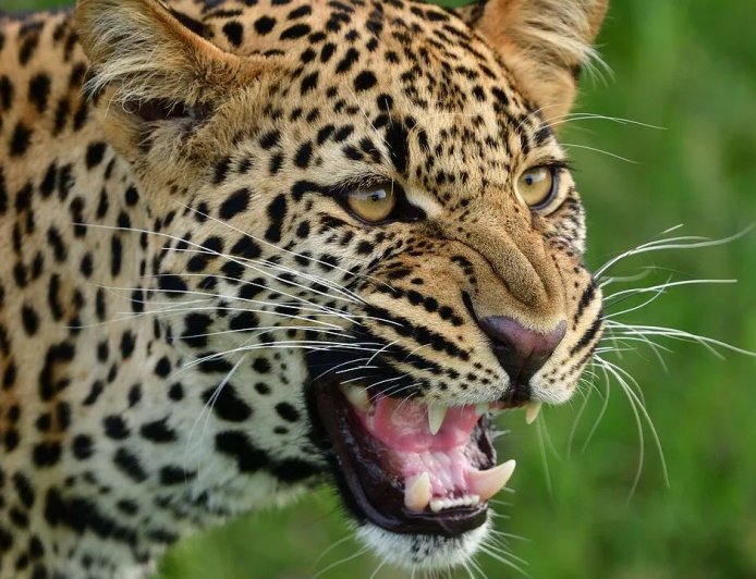 गुलदार ने मिस्त्री को नोंच-नोंचकर खा लिया: ग्रामीणों ने वन विभाग के कर्मचारियों को बनाया बंधक, जानें क्यों गुस्से में हैं लोग ?