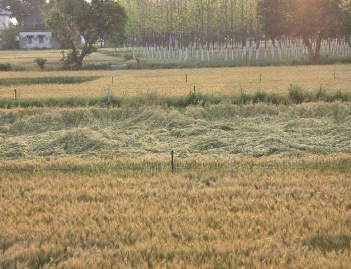हल्द्वानी :देर रात बिगड़ा मौसम, हल्द्वानी में तेज आंधी और बारिश से भारी नुकसान