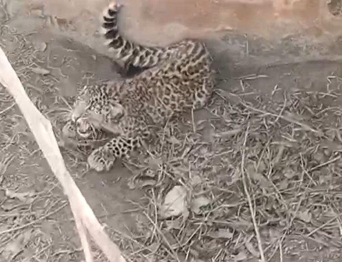 Rudraprayag: जखोली में पानी के टैंक में फंसा तेंदुआ, ऐसे किया रेस्क्यू