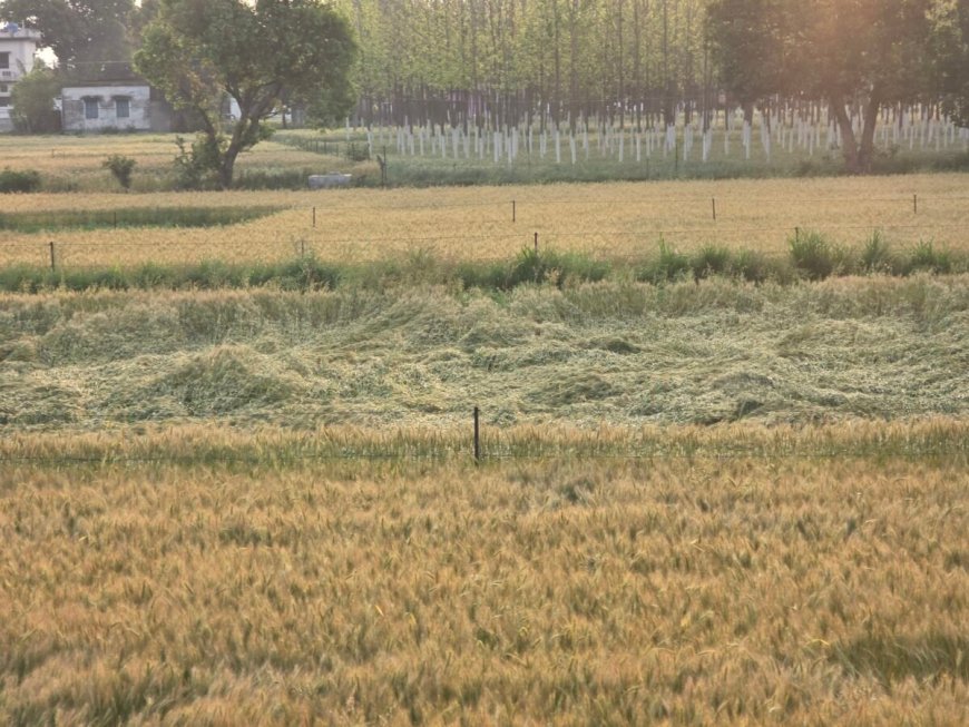 हल्द्वानी :देर रात बिगड़ा मौसम, हल्द्वानी में तेज आंधी और बारिश से भारी नुकसान