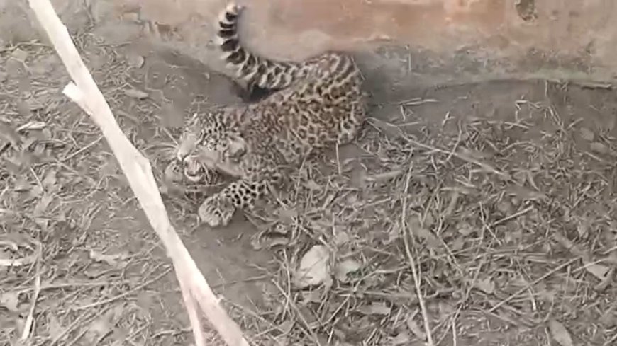 Rudraprayag: जखोली में पानी के टैंक में फंसा तेंदुआ, ऐसे किया रेस्क्यू