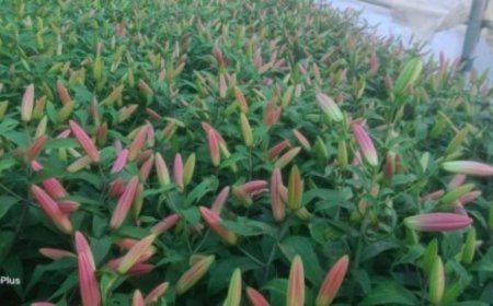 बंजर जमीन को बनाया हरा-भरा: युवक ने स्थापित किया नया कीर्तिमान