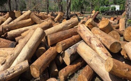 गैस संकट के बीच जलौनी लकड़ी की तेजी से बढ़ती मांग, निगम ने दी नई राहत