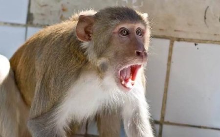 उत्तराखंड: यहां 4 महीने में बंदरों ने 167 लोगों को पहुंचाया अस्पताल