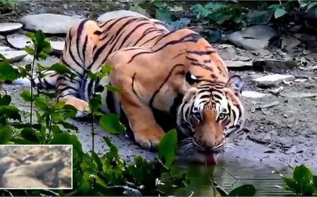 Ramnagar News: कार्बेट क्षेत्र में टाइगर का तांडव, हमले में मासूम हाथी की मौत, कौन जिम्मेदार