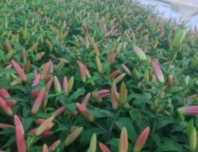 बंजर जमीन को बनाया हरा-भरा: युवक ने स्थापित किया नया कीर्तिमान