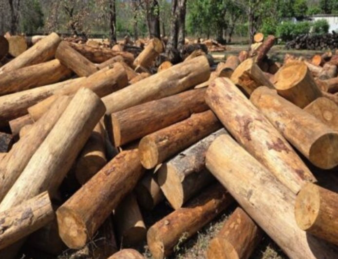 गैस संकट के बीच जलौनी लकड़ी की तेजी से बढ़ती मांग, निगम ने दी नई राहत