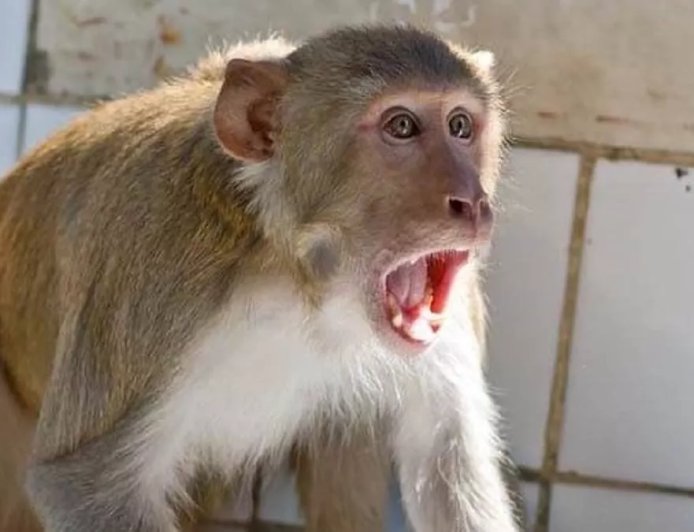 उत्तराखंड: चार महीने में बंदरों के हमले से 167 लोग अस्पताल में भर्ती