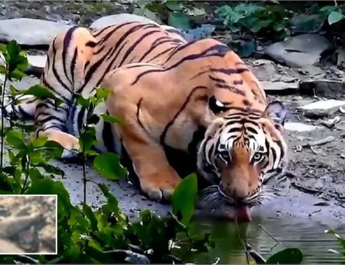 रामनगर समाचार: कार्बेट क्षेत्र में बाघ का कहर, मासूम हाथी की मौत से उठे सवाल