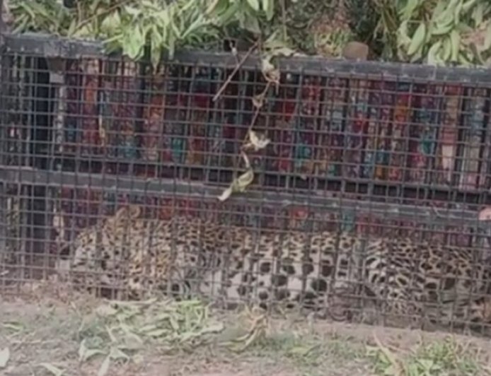 नैनीताल: पिंजरे में कैद हुआ गुलदार, लेकिन ग्रामीणों की चिंता भी बनी हुई है