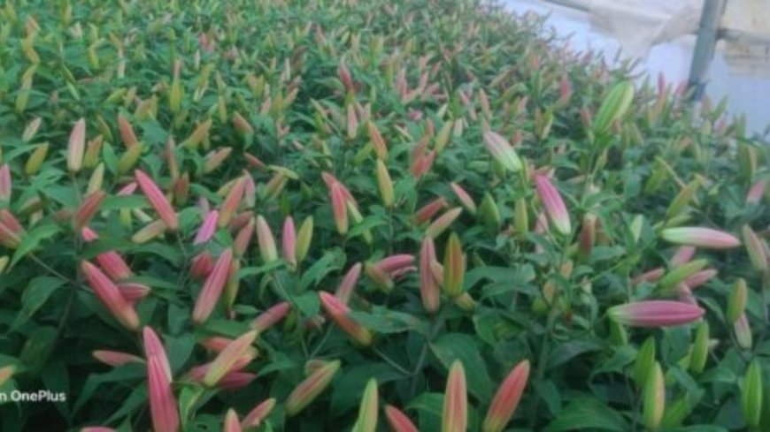 बंजर जमीन को बनाया हरा-भरा: युवक ने स्थापित किया नया कीर्तिमान