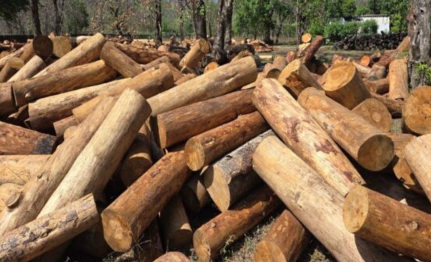 गैस संकट के बीच जलौनी लकड़ी की तेजी से बढ़ती मांग, निगम ने दी नई राहत