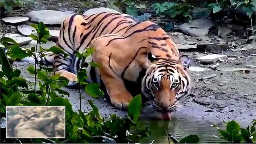 रामनगर समाचार: कार्बेट क्षेत्र में बाघ का कहर, मासूम हाथी की मौत से उठे सवाल