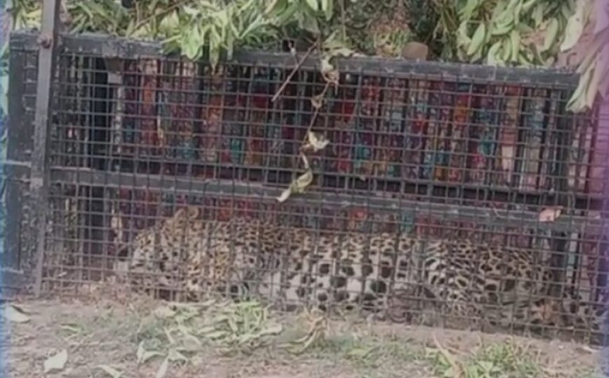 नैनीताल: पिंजरे में कैद हुआ गुलदार, लेकिन ग्रामीणों की चिंता भी बनी हुई है