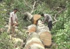 देहरादून-ऋषिकेश सड़क परियोजना: 3000 पेड़ों की कटाई पर सरकार ने लगाई रोक