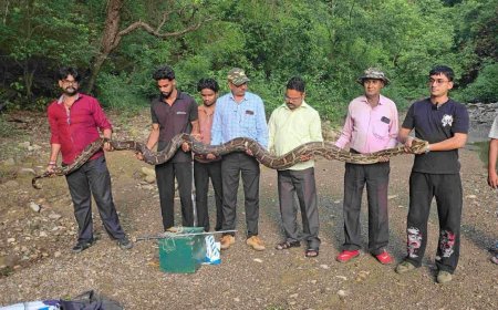 उत्तराखंड: यहाँ मिला 18 फीट लंबा विशालकाय अजगर