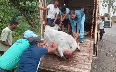 हल्द्वानी: DM के आदेश पर घायल गोवंश का तत्काल रेस्क्यू किया गया