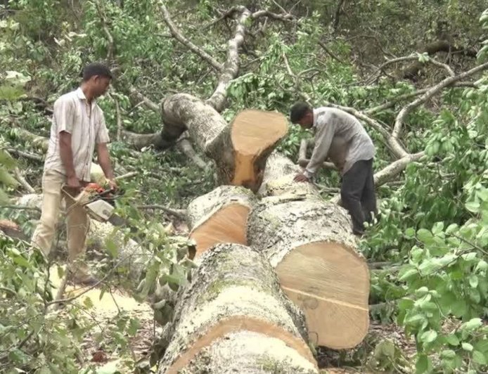 देहरादून-ऋषिकेश सड़क परियोजना: 3000 पेड़ों की कटाई पर सरकार ने लगाई रोक