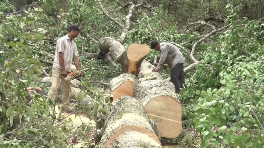 देहरादून-ऋषिकेश सड़क परियोजना: 3000 पेड़ों की कटाई पर सरकार ने लगाई रोक